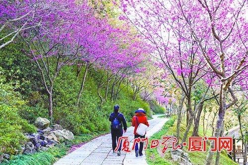 海沧区天竺山森林公园樱花盛开 又是赏花的好时节